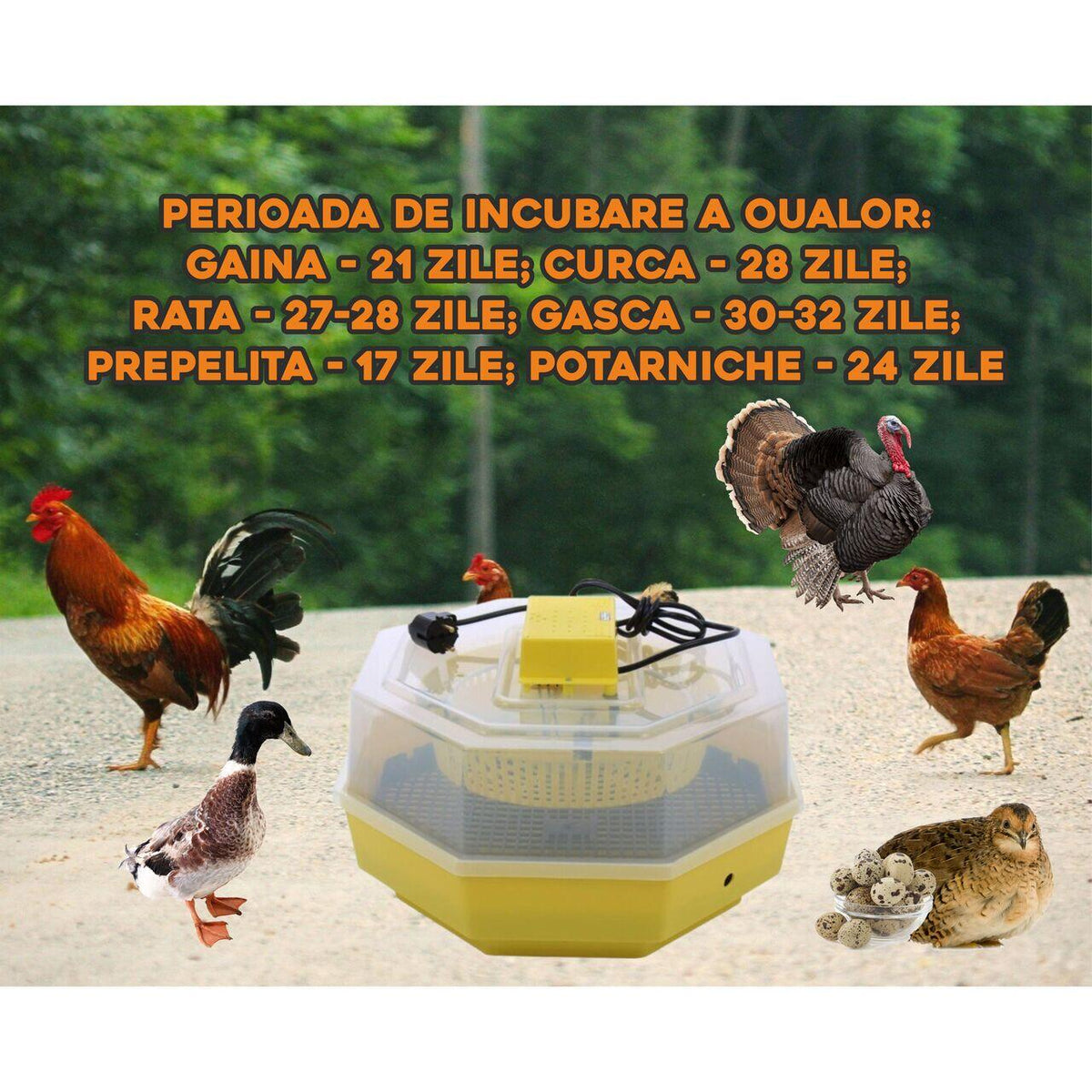 Incubator electric oua (clocitoare) Cleo 5, 230 V, 60 oua capacitate, 38°C temperatura incubare